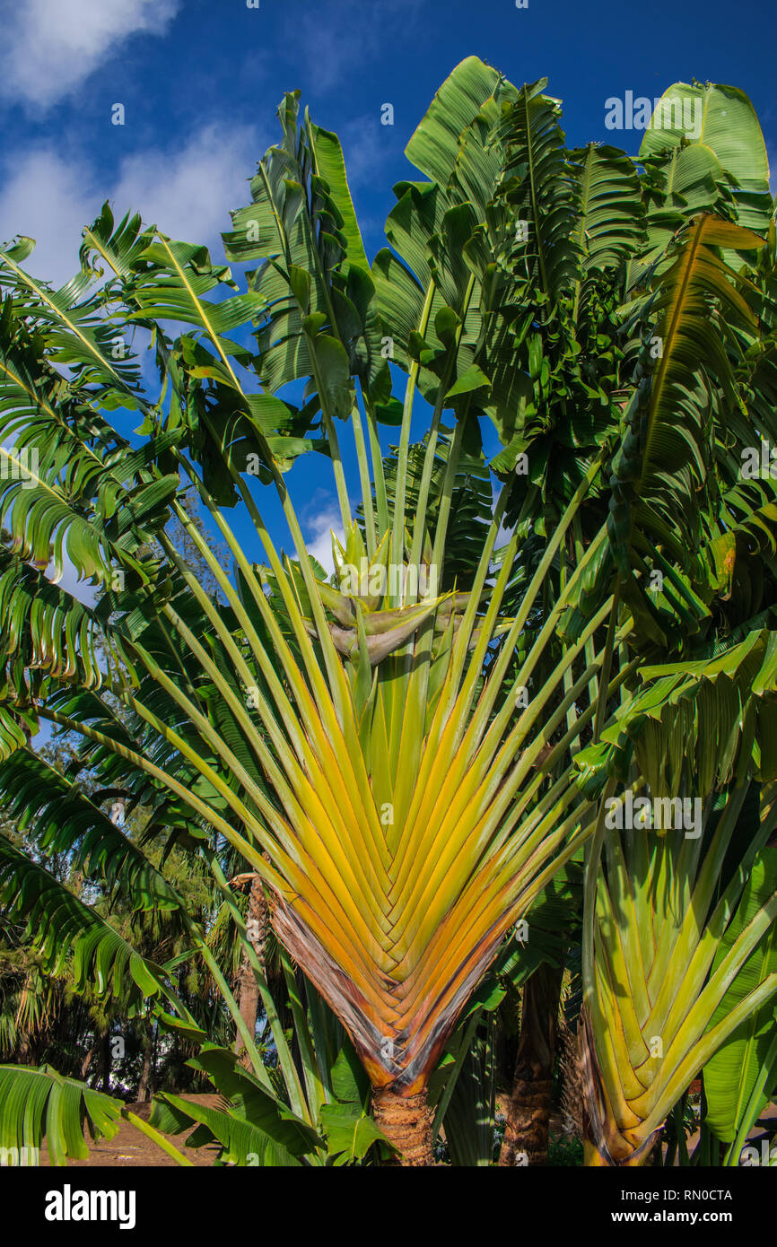 Travelers Tree or Travelers Palm, Ravenala madagascariensis Stock Photo -  Alamy