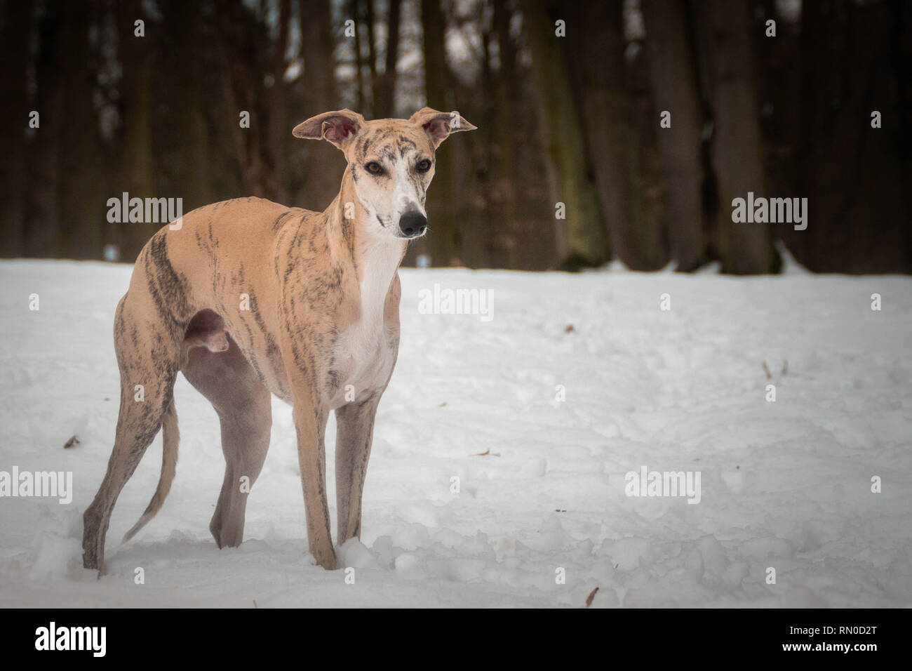whippet snow