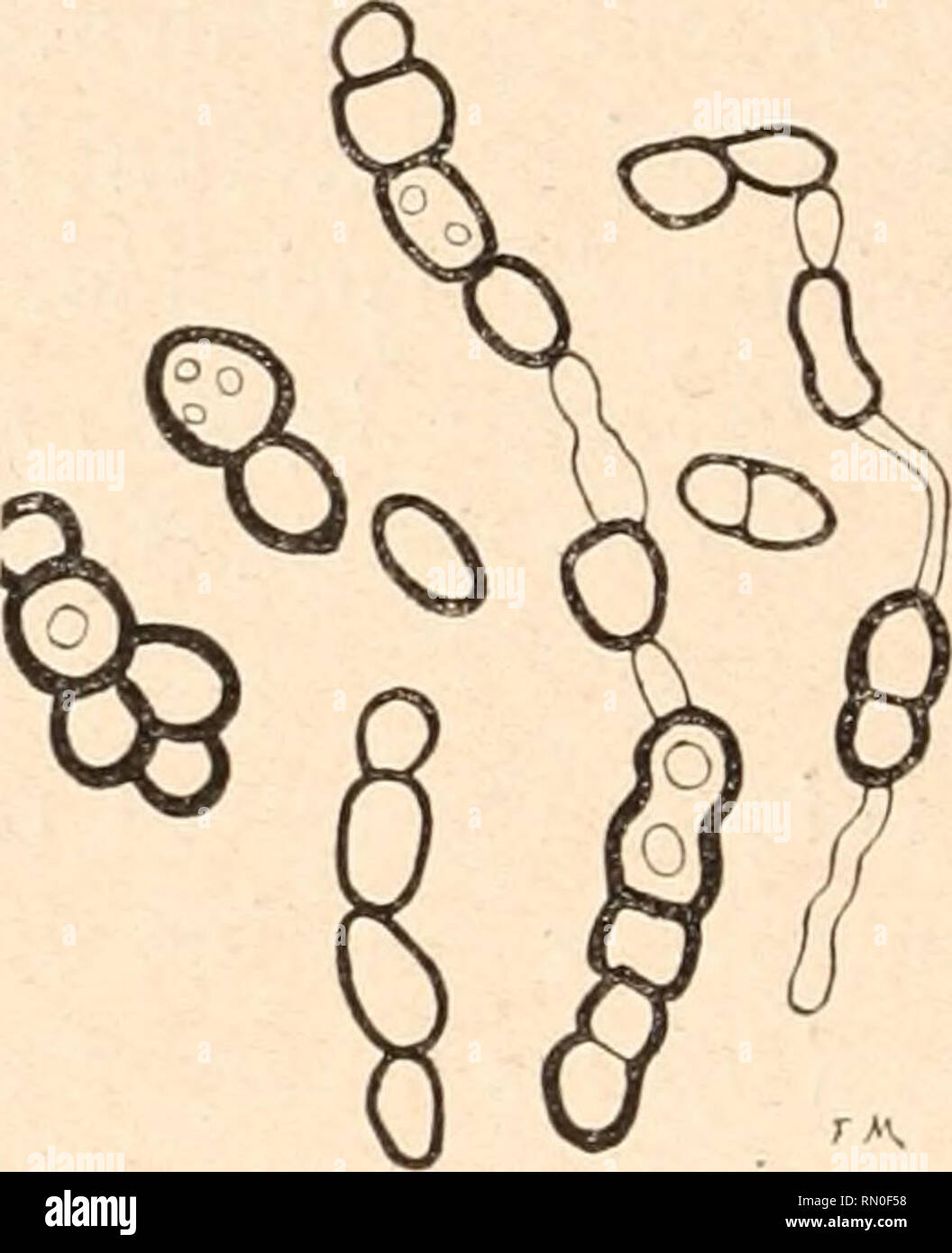 . Annales de l'Institut Pasteur. Science; Allergy and Immunology; Medicine; Microbiology. Fig. 14. — Fumago de Cladosporium sur feuille de pommier. G = 200.. Fig. la. Fumago produit par la forme-lovuro cultivée dans une solution minérale additionnée de colchicine. G = 200.. Please note that these images are extracted from scanned page images that may have been digitally enhanced for readability - coloration and appearance of these illustrations may not perfectly resemble the original work.. Institut Pasteur (Paris, France). Paris : Masson Stock Photo