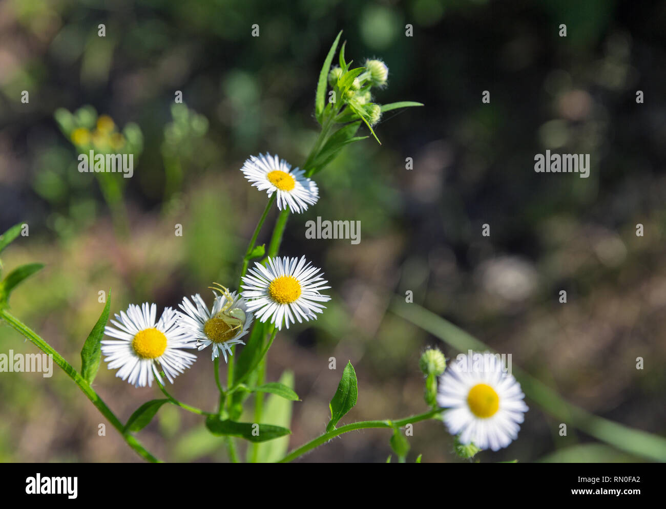 white daisy closeup outdoor at spring Stock Photo
