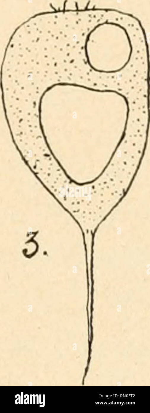 . Annales de la Socit belge de microscopie. Microscopy. . Please note that these images are extracted from scanned page images that may have been digitally enhanced for readability - coloration and appearance of these illustrations may not perfectly resemble the original work.. Socit belge de microscopie. Bruxelles : H. Manceaux Stock Photo