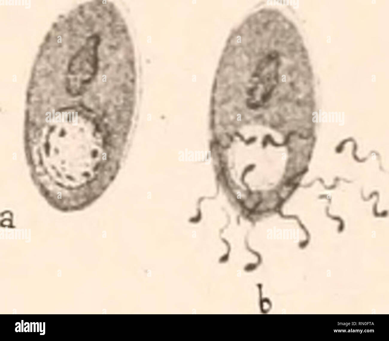 Annales De L Institut Pasteur Science Allergy And Immunology Medicine Microbiology A Gt 6 Le F 2 F A L X3 Y 3 Nr Fv G Fiy 4 Amp I F 4 Fjs Fuf U C I