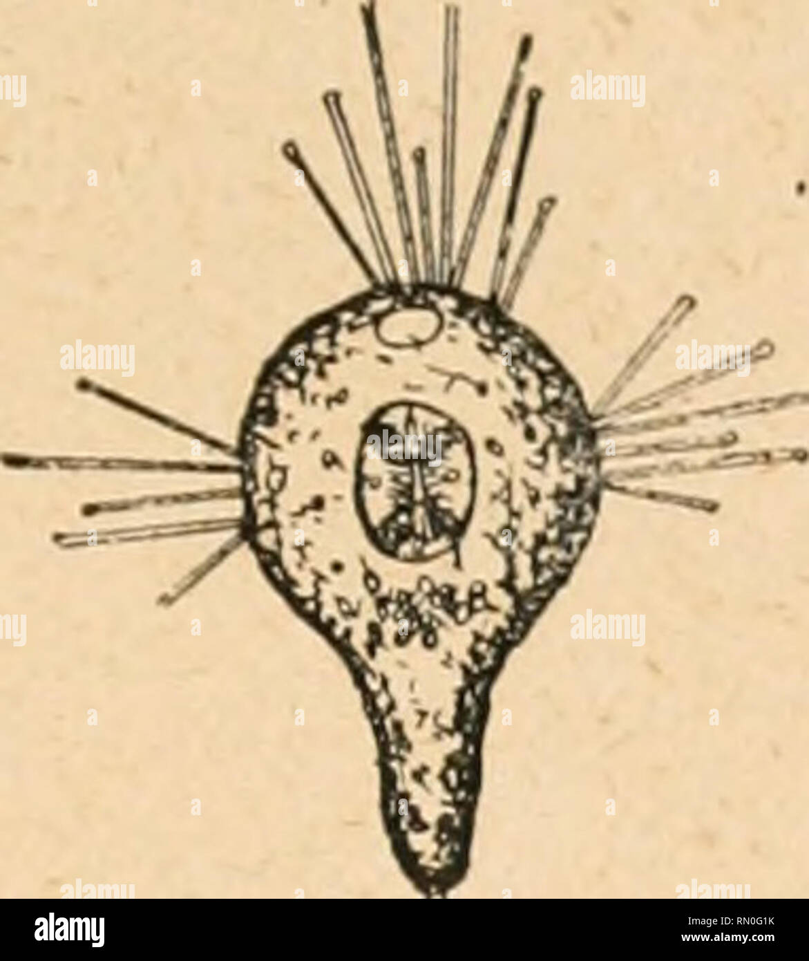 . Annales de la Socit belge de microscopie. Microscopy. . Please note that these images are extracted from scanned page images that may have been digitally enhanced for readability - coloration and appearance of these illustrations may not perfectly resemble the original work.. Socit belge de microscopie. Bruxelles : H. Manceaux Stock Photo