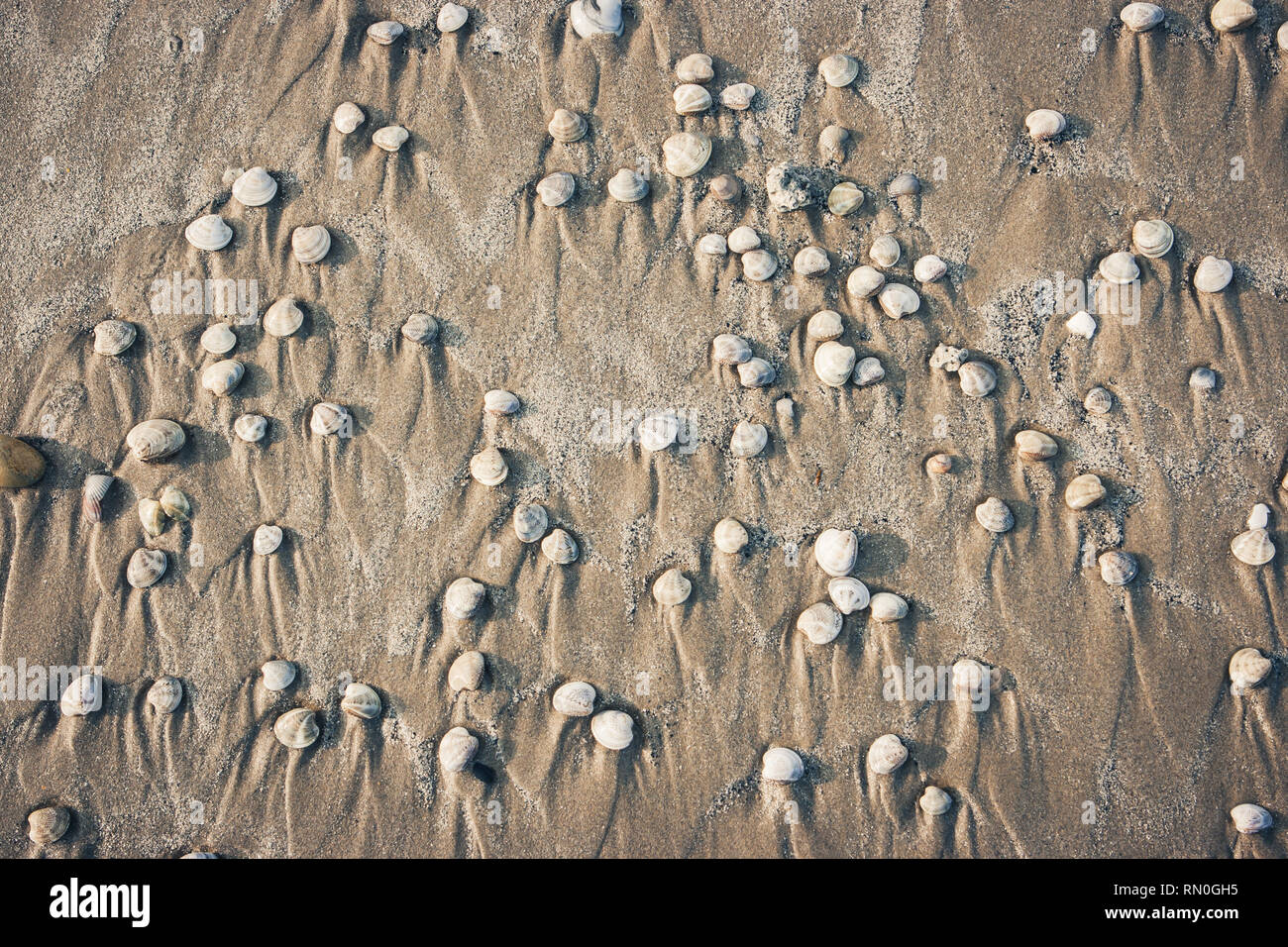 Multiple sea shells hi-res stock photography and images - Alamy