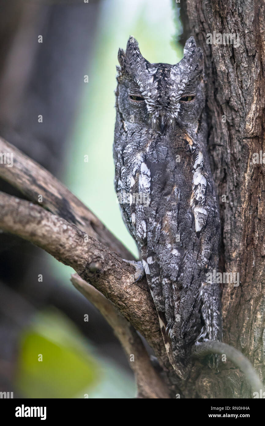 African Scops Owl (Otus senegalensis) resting and sleeping under bark camouflage in tree in Kruger national park South Africa Stock Photo