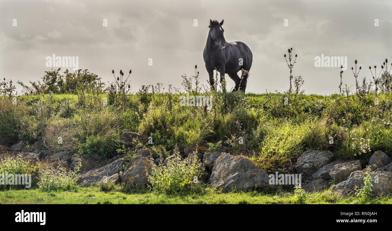 Wild Black Horse Standing Looking to the side on a hill Stock Photo