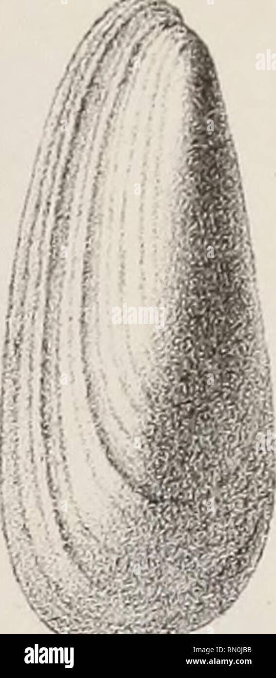 Annales De La Societe Malacologique De Belgique Mollusks Zoology