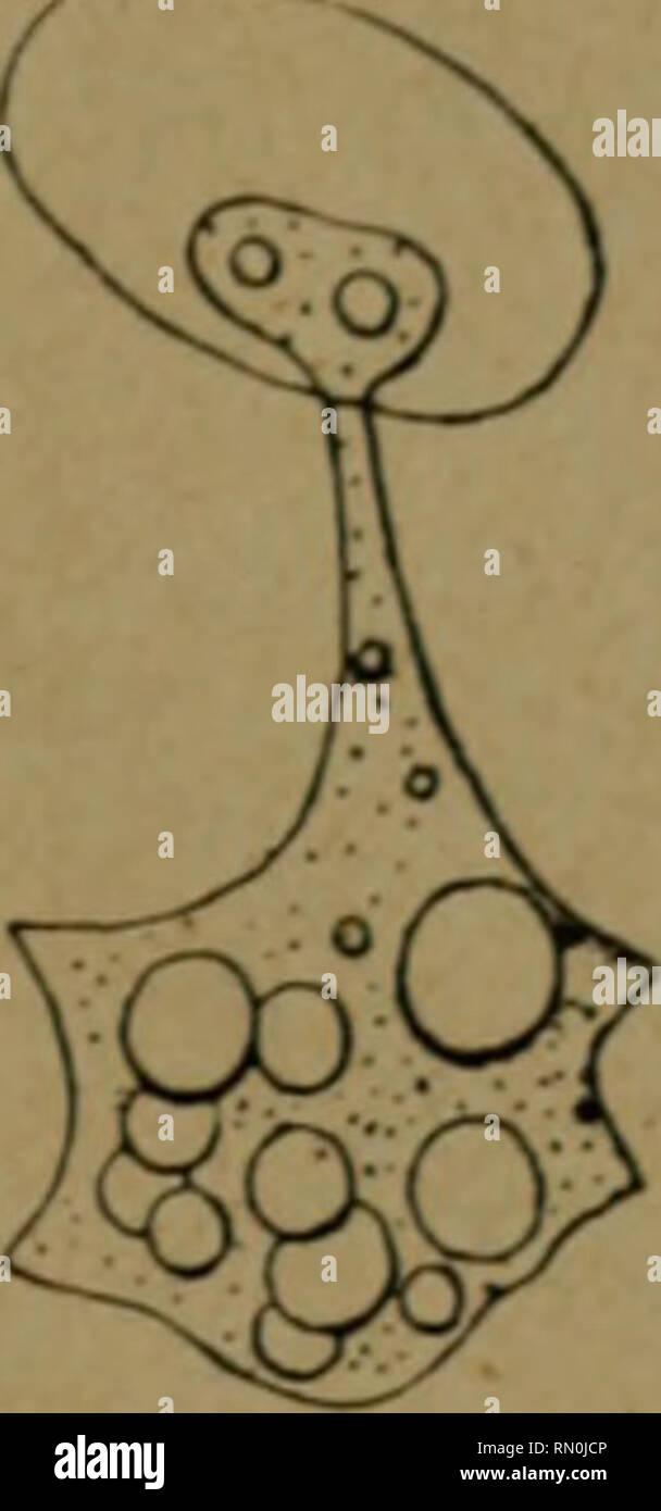 Pulsatile vacuole hi-res stock photography and images - Alamy
