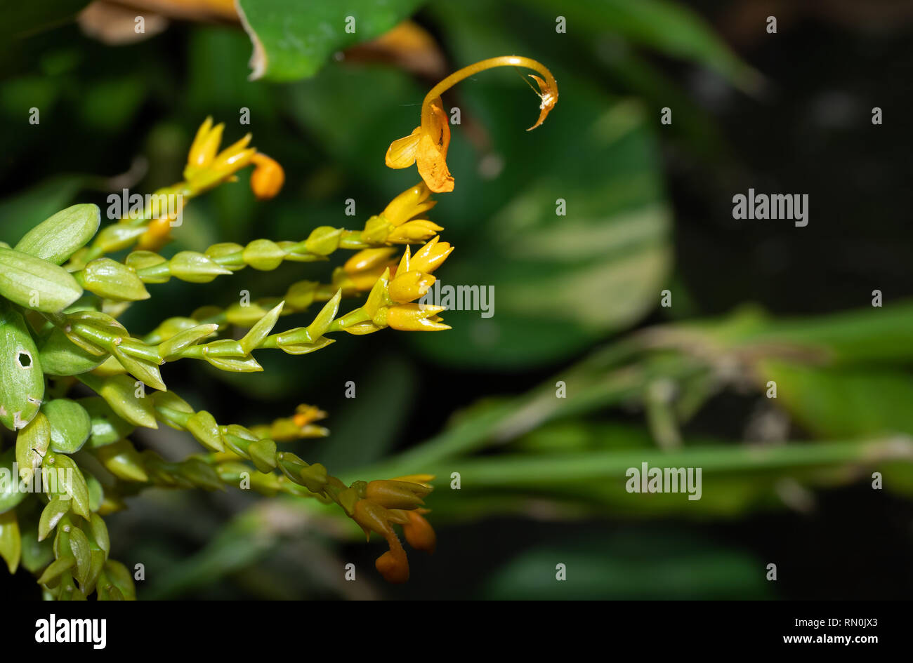 Closeup Dancing Ladies Ginger Flowers Isolated on Nature Background Stock Photo