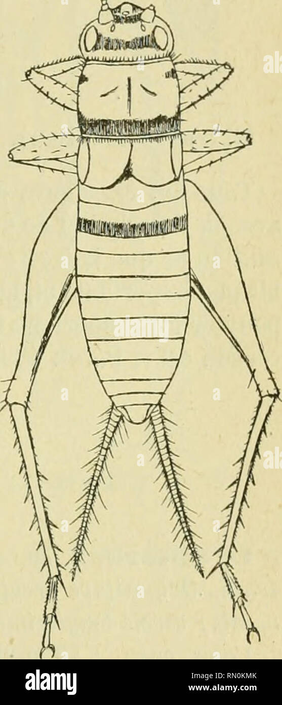 . Annales de la Société entomologique de France. Insects; Entomology. (39) Orthoptrres de la Guijmip fmnraise. 403 G. assimilis F. — 1 o&quot;', 3 Q. S'-Jean, Nouveau-Chaatier; mai. lliog:ryllus Sauss. M. pusillus (Burni.). — 1 cf, 2 Q. Gourdonvillo, Nouveau-Chan- tier, S'-Jean du Maroni. M. brevipennis Sauss. —6 a', 5 Q-S*-Jean, S'-Laurent, Nouveau- Chantier, Gourdonville, La Forestière; avril a octobre. Ciryllodeis Sauss. Ci. subapterus, n. sp. — d^- Flavo-testaceus ; fronie inter an- iennas fascia brunnea. Pronotum antice leviter arcuatum; lobis latera- Hbm obUquis; margine postico brunneo. Stock Photo