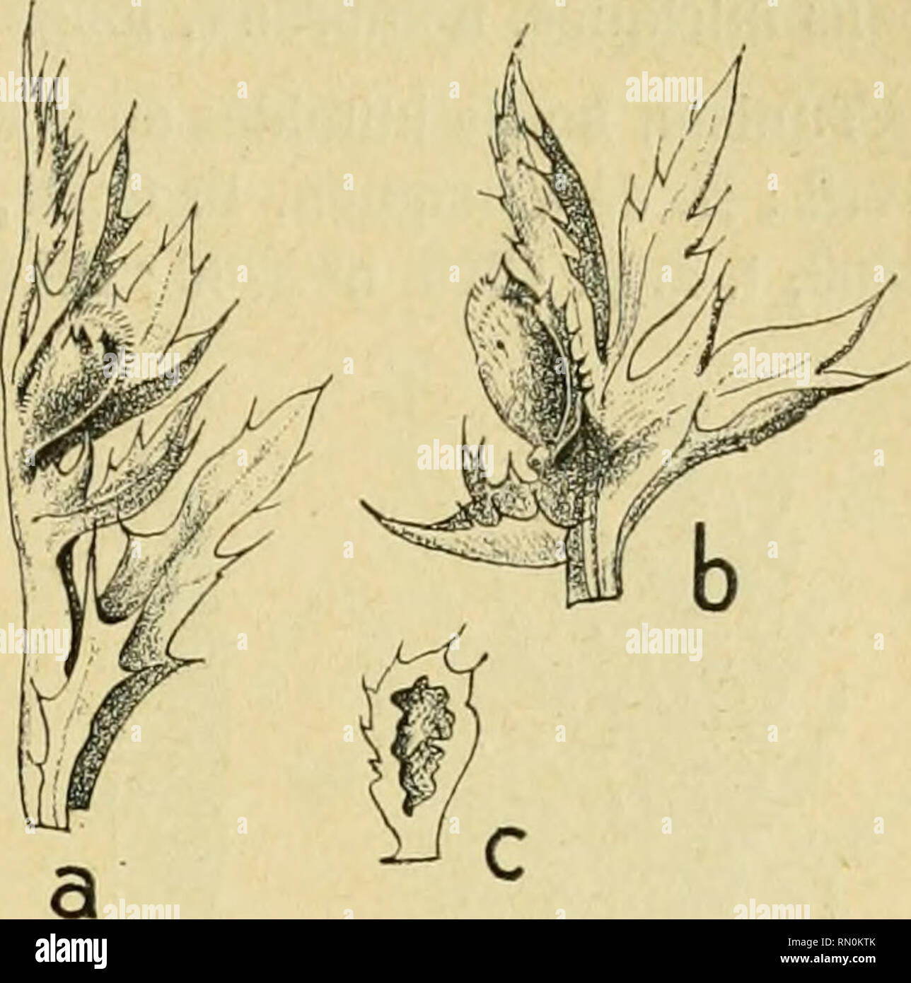 . Annales de la Société entomologique de France. Insects; Entomology. Les Zoocécidies du Nord de rAfrique. 193 ment (Marcellia, 1911, t. 10, p. 9o, n° 2, fig. 6), G. Massalongo a signale la même cécidie de l'île de Malte. Tunisie, Ain-Draham, bord d'un chemin au Djebel-Bir, vers 900 m., 1(^ 22 avril 1910 : Houard, 1!H1, p. lOo, n&quot; 36 ; Collection cécidolog. C. Houard, n° 107. Atractylis gummifera. Anguillulidc (r 329). Fig. 410 (a). — Cécidie foliaire vue latéralement (d'ap. nat. ; gr. 0,8). Fig. ill [b). — La même galle après écartement des lobes de la feuille (d'ap. nat. ; gr. 0,8). Fig Stock Photo
