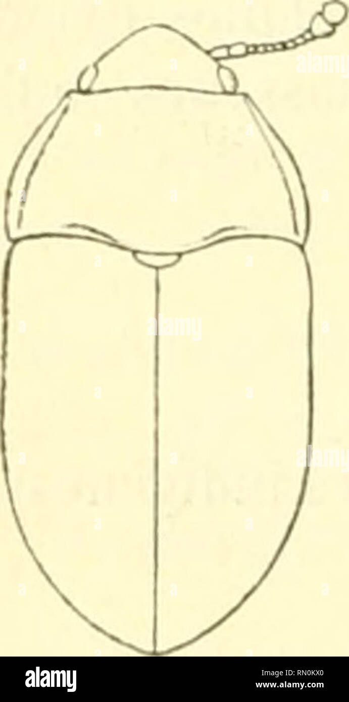 Cryptophagidae hi-res stock photography and images - Alamy