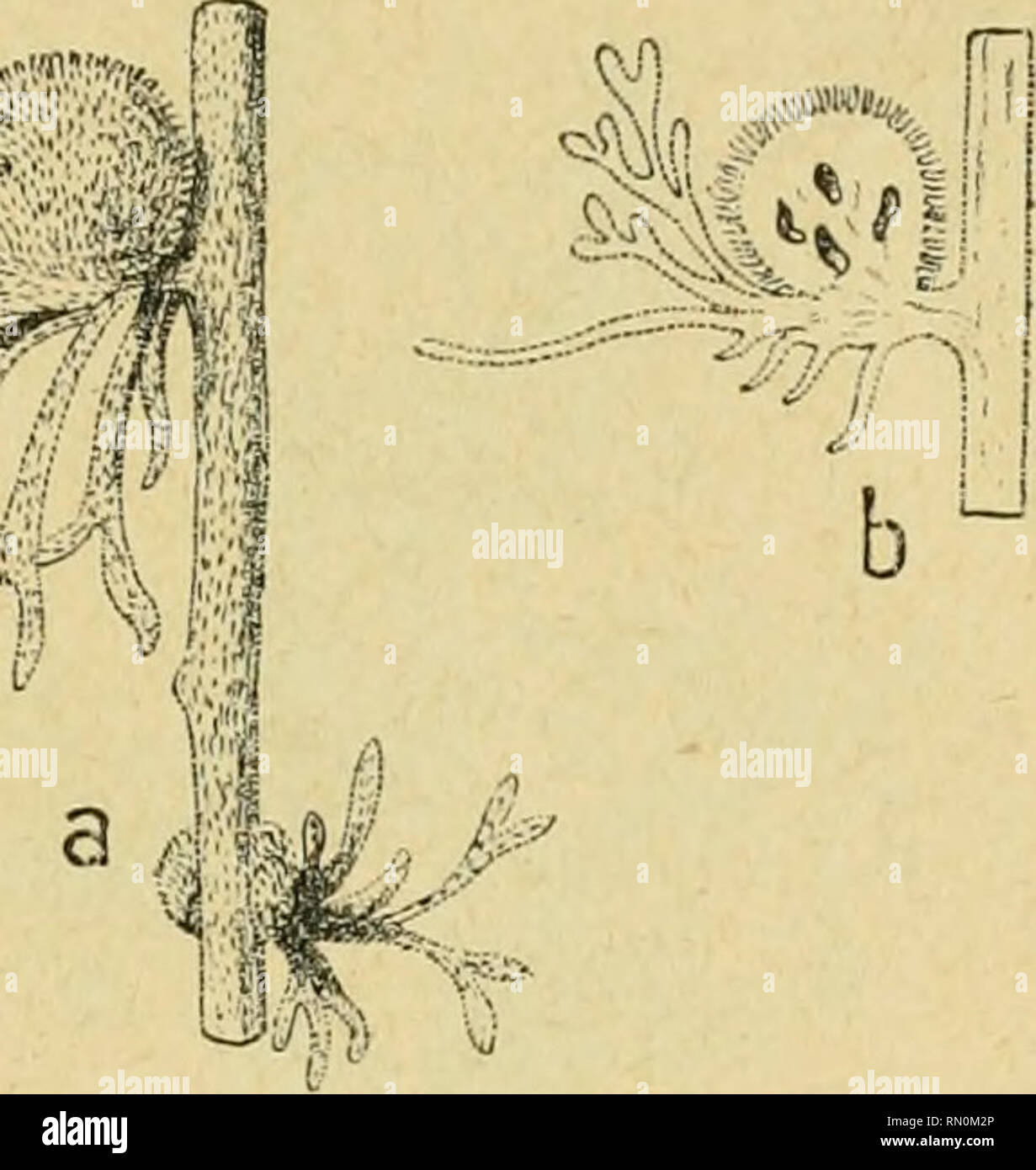 . Annales de la Société entomologique de France. Insects; Entomology. Les Zoocécidies du Nord de VAfruine. 18o p. 1()5 Rhopalomyia Xavasi (n&quot; 315). : Fig. 386 {a). — Aspect d'une &quot;-'^ cécidie à pilosité très courte (d'ap. nat.; gr. 2). Fig. 387 {b). — Section longi- tudinale de la même galle (d'ap. nat. ; gr. 2). le cécidologue portugais comme produisant des galles globuleuses et laineuses sur la variété incana AcV Artemisia Herba-alba, en Espagne: cf. Houard, 1909, t. 2, p. 1005, n&quot; 5838. On connaît, du reste, en Chine, un autre Rhopalomyia. le Rhopalomyia Giraldi Trotter et Ki Stock Photo
