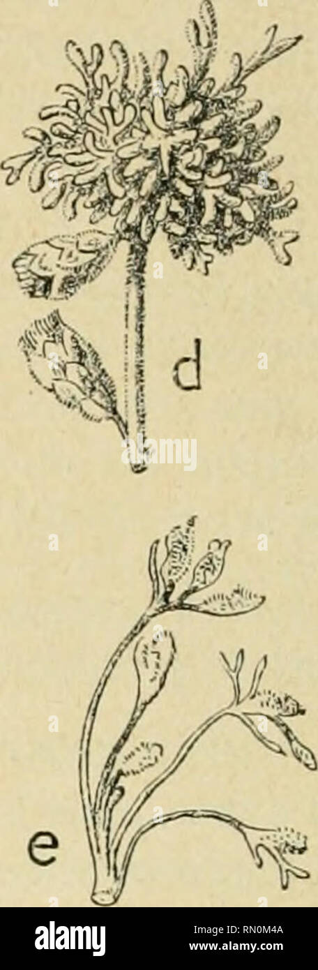 . Annales de la Société entomologique de France. Insects; Entomology. Artemisia Herba-alba. Ériophyidc (n&quot;:&gt;i;3 et 318). Fig. 375-377 (a, h, c). — Aspect des cécidies chevelues (d'ap. nal. ; gr. 0,8). Fig. 378 (cl). — Une galle plus grossie (d'ap. nat. ; gr. 0,8). Fig. 379 (e). — Amas pileux des leuilles (d'ap. nat. ; gr. 0,8). 313. Énophiiide. — Sur les rameaux, toulTe sphérique, pouvant atteindre jusqu'à 20 mill. de diamètre, composée de petites leuilles grisâtres, dures, finement velues (lig. 375-377) ; les poils courts qui les recouvrent sont semblables aux poils normaux. Une sembl Stock Photo