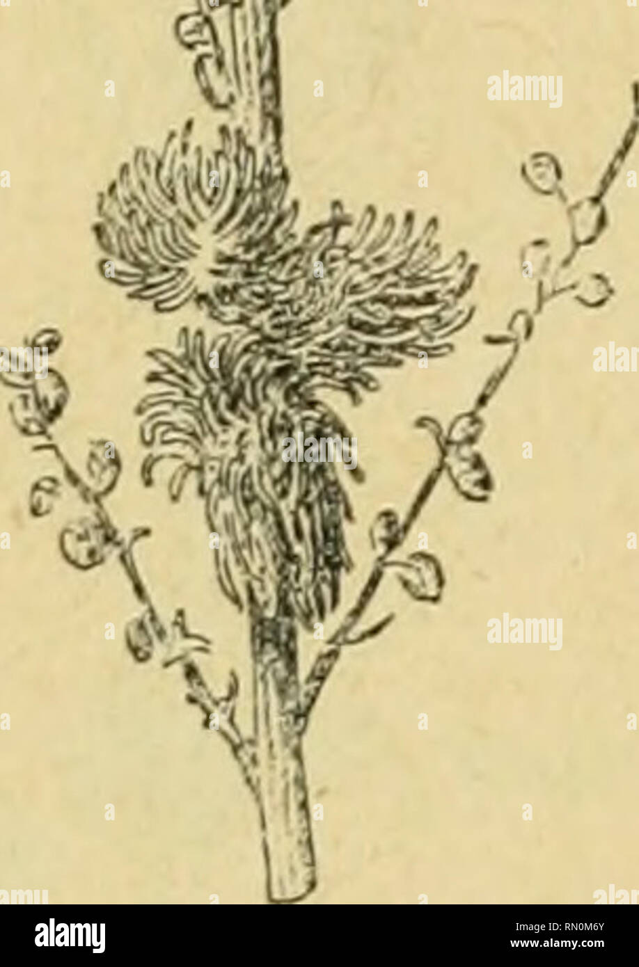 . Annales de la Société entomologique de France. Insects; Entomology. Les Zoocécidies du Sord de rAfri(jue. 177 Tunisie. Kairouan, le 30 octobre 189!) : G. Le ïestu, in Hoiiard. li&gt;U6'', p. G!), n&quot; o ; llHl, p. IGl, n&quot; 1 ; Colleclion cécidol. C. Houard, 11'^ 180. '- ii / -V Artemisia campestris. Hliopnlomijia tubifex (n&quot; 308). Fig. 3.JÎ» (rt). — Uameau portant deux groupes de galles (d'ap. nal.; gr. 0,8).. :{()'.l. Cècidomijide]. — Petites galles subsphériques, de 3 à .&quot;&gt; mill. de diamètre [ig. 360, 361), en général déprimées dans leur région su- périeure, qui présen Stock Photo