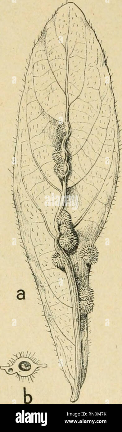 . Annales de la Société entomologique de France. Insects; Entomology. 174 C. Ho LARD. qui s'y métamorphose. — Cécidie assez répandue dans l'Europe mé- ridionale ; cf. Houard, 1909. t. 2, p. 972. n&quot; 3629, lig. 1279-1281. Algérie, environs de Philippeville : Olivier, in Kieffer, 1899 ^, p. o-O : 1899% p. 333-354, fig. 1 ; Darboux et Houard. 1901, p. 196. n' 1393 A, lig. 283. Pulicaria odora Uchb. Bois et broussailles, bords des oued, pentes des collines : Maroc, Algérie, Tunisie, — Bassin méditerranéen septentrional, 304. Cécidomyide. — Sur les feuilles radicales, cécidies sphériques. Pulic Stock Photo