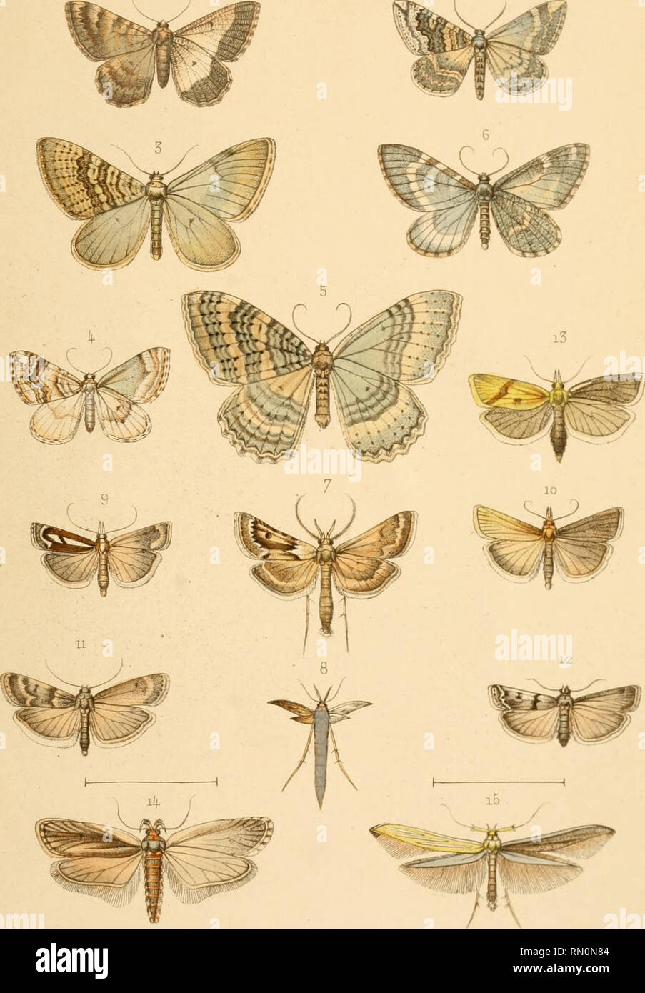 . Annales de la Société entomologique de Belgique. Insects; Entomology. Artruzled' de ItJ- J^octAte t^ntomoloffiaiie' de-£e^Cûue.. ù'rr,^M.I'l.R.. 1 Gnoplios Coch.à.axa^,Ied. 2 Ortliolitha vicinaria.i'a^. 3 Ariaitis opificata, led. . id. perpetuata, ^«/. 5 Triphosa Taorliata,^»a;. 6 Cidaria depeculata. Lai. 7 8 Cledeobia Armenialis. ê.ç ErJ. 9 Crambus Colchicelliis, Led.. 10 ii. laevifiatellufi, LeJ. u Myelois crepusculella,./f«^. 12 id. Tephrinella,./«^/. i5 Conrhjiis defectana, led. il), Depressaria ramosella, Seain/. i5 Coleopliora Caucasica, Sfat/u. ii^Mraneaua&gt; col. Please note th Stock Photo