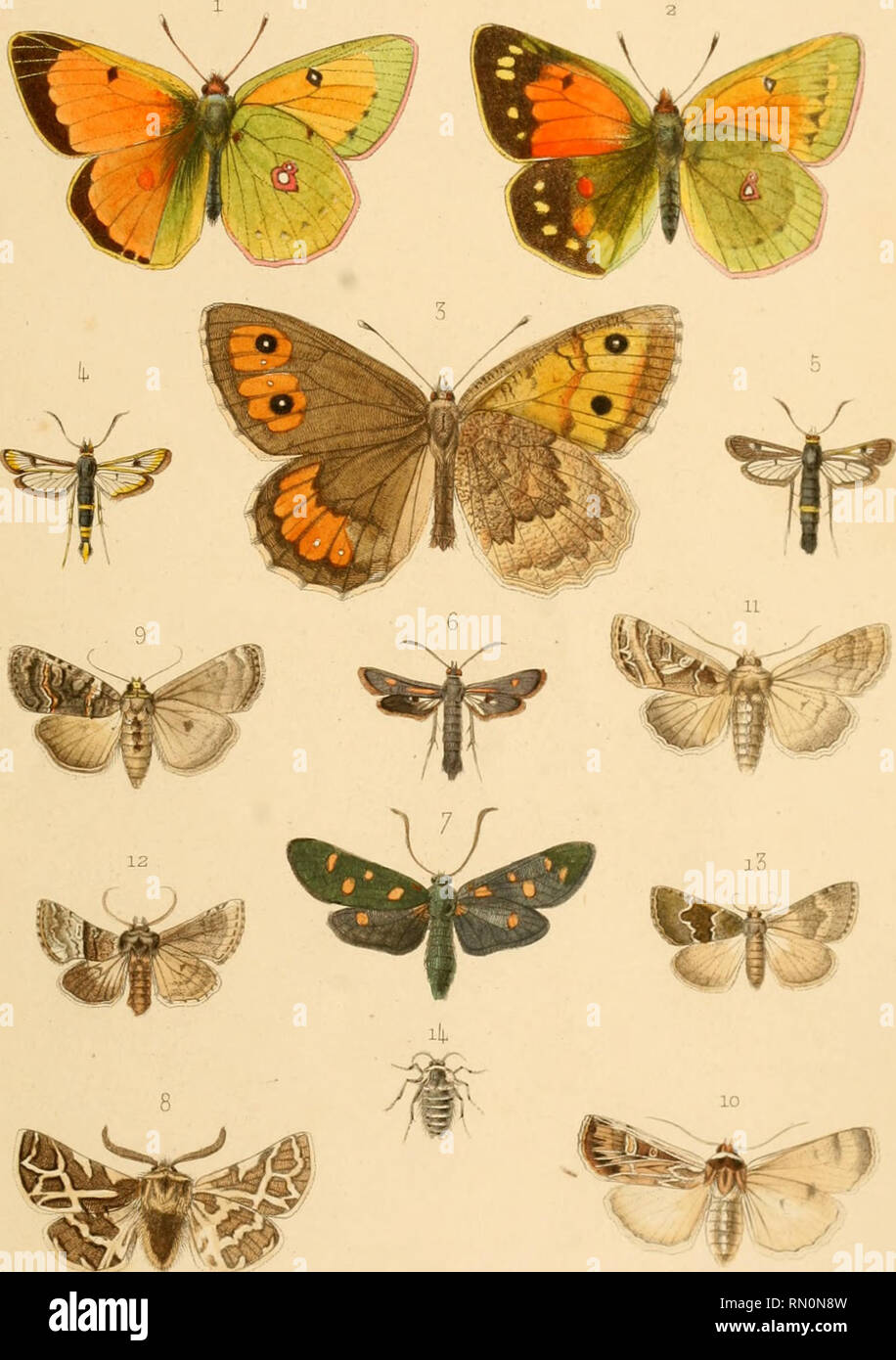 . Annales de la Société entomologique de Belgique. Insects; Entomology. .^n/uiJ&amp;r de îa Socieée £n£orrwIi)tfwiie de Bel^mue. ? nu. P.'.!.. /tai/er pt e-t j'r. i 2 Colias Mynnid.one,if.77. ^/^. ,?.j 9 Bryophila petricolor, £ed. 3 Satyrus Beroè,^*^v&lt;v Kj'-. 10 A^rotis multifida, Ze&lt;/. I(, 5 Sesia Yaiihica., Ze^d S.^. u Mameatxa praedita,jW. 6 Sesia'Stiziformis, ^^^ Var. 12 Cleophana opposita, Z*rf'. 7 Zjôaena Stoecliadis,^/c^. Ku-. i3 Madopa platyzona,/^*/. 8 Ocnofiyna Loewii^i&quot;. ^^. ilp Biston incisaiius,/.v/. I J^if.à'i'ii^-.v, S.r.Mûjnon.. ir^UùfnétuiT t%t/.. Please note that t Stock Photo