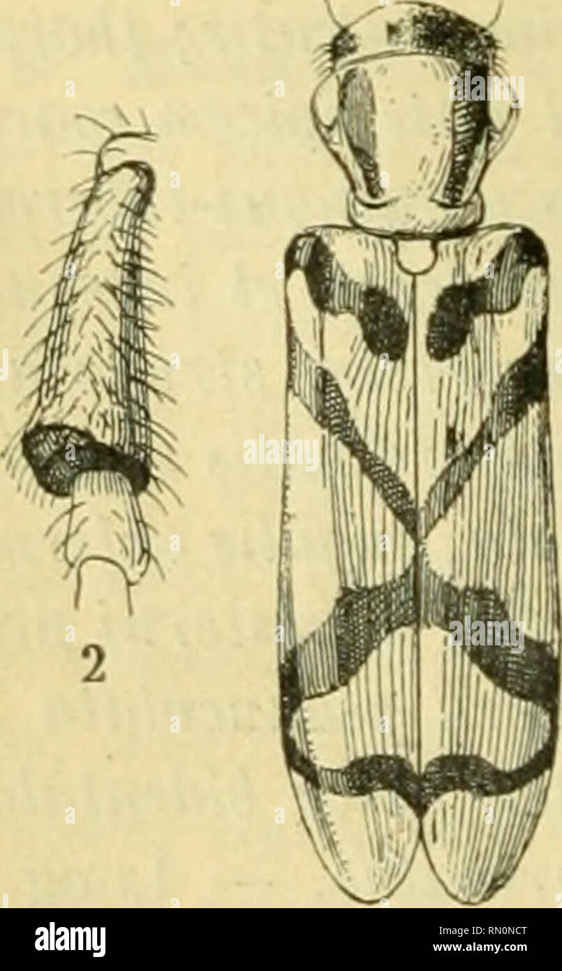 . Annales de la Société entomologique de France. Insects; Entomology. 686 E. GOUNELLE. (100) OBRIONINI. Obi'iuin Servilk', 1834, Ann. Soc. ont. Fr.. p. 93. O. cordicolle Bâtes, 1870, Trans. Ent. Soc. Lond., p. 308. (R.)- O. vleinum, n. sp. — Pallide flavo-testacemu, nitidum, setis pnl- lidis, in elytris seriatim ordinatis hirtum, thoracis vittis duabus longi- tudinalibus parallelis, in singulo elytro fasciis quatuor linearibus, /=* subbamli, transversa, T et 3&quot; mediis, contrarie obliquis, Utteram X mm fasciis oppositis simuidntibus, i'' subapicali eiiain obliqua. S^' pa- rallela, bruuneis Stock Photo