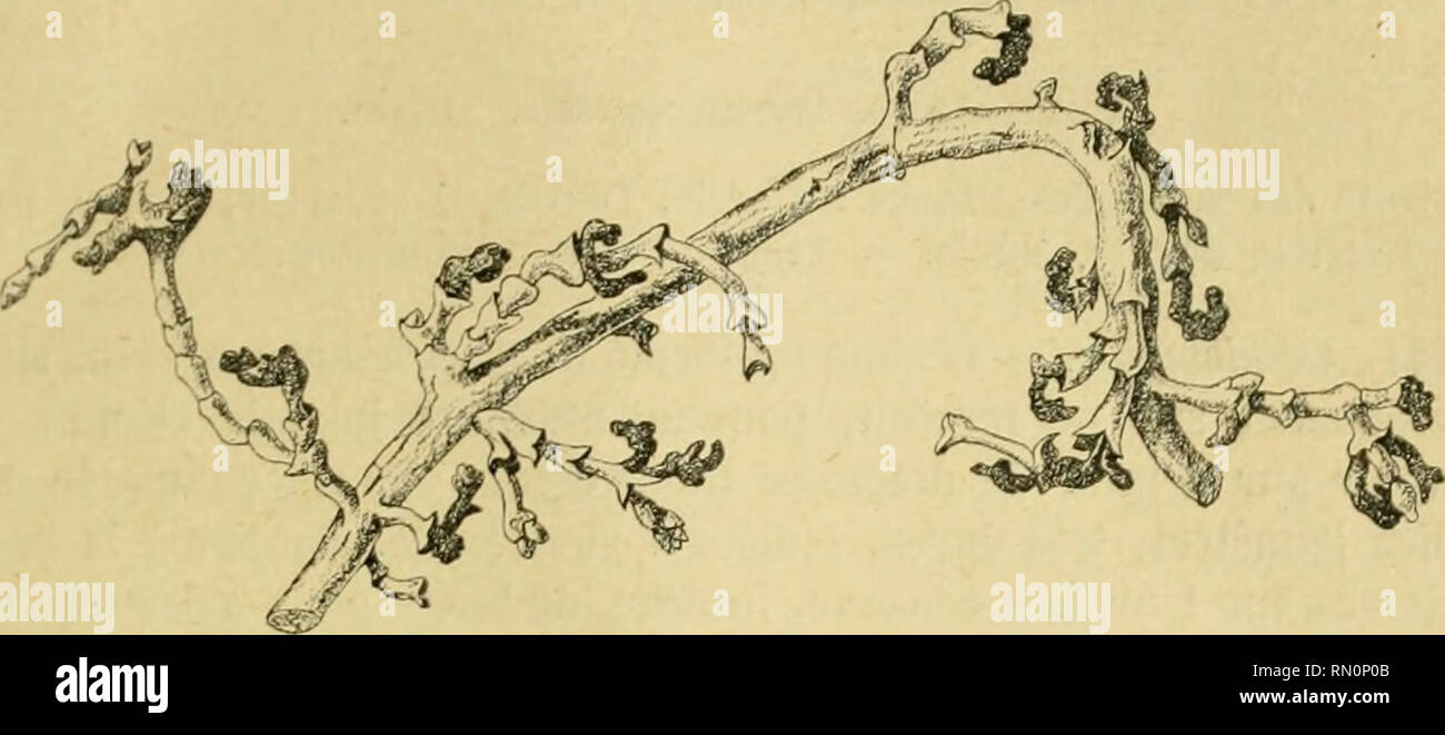 . Annales de la Société entomologique de France. Insects; Entomology. Les Zoocécidtes du yord de VAfrique. 83 liUc rappelle quelque peu la eécidie du Calligonum comosiiiii décrite plus haut au n° HO.. 180. Haloxylon salicornicum. I.'riophyide (n&quot; 139j. DéfoMiialion des jeunes rameaux d'une lige (da]). nat. Tunisie, Bordj Gouïlla, le 10 avril 1910 : Houard, 1910, p. 111, 2&quot; ; 1910••, p. 104, o&quot;, (ig. 1, q ; 1911, p. 109, n'^ 62 ; Collection cécidol. C. liûuard, n'' 119. Anabasis articulata Moquin. Plante des décombres, plaines sablonneuses ou pierreuses : Algérie, Tunisie, Tripol Stock Photo