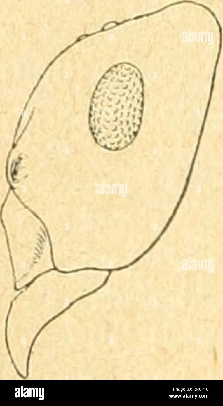 . Annales de la Société entomologique de France. Insects; Entomology. 64 .T. BONDROIT. pubescrace srise beaucoup plus fine, plus dense. — Long. 0-6 mm. Pyrénées-Orientales : mont Canigou, entre l.oOO et 1.800 m. Souvent en compagnie du Formica Lemani. &quot;F. etrusca Em.. Dmtsche Ent. Zeitschr. [1909], p. 191. '^. Distincte des précédentes parla tête moins profondément échan- crée, les angles postérieurs situés un peu plus en dehors; l'écaillé peu ou non échancrée ; le gastre encore plus mat; coloration semblable à celle d'exsecta. Italie. 24. F. pressilabris Nyi., Acta Soc. Se. Femi., II [18 Stock Photo