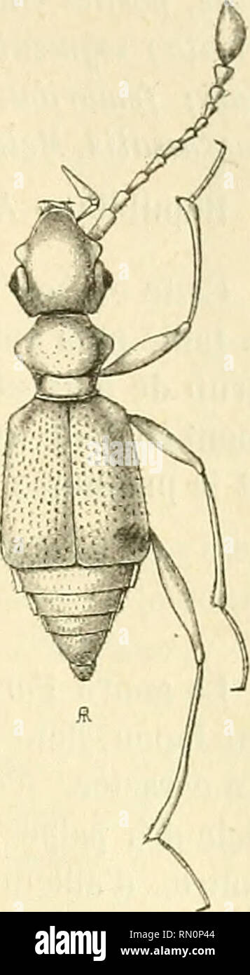 Dimidio hi-res stock photography and images - Alamy