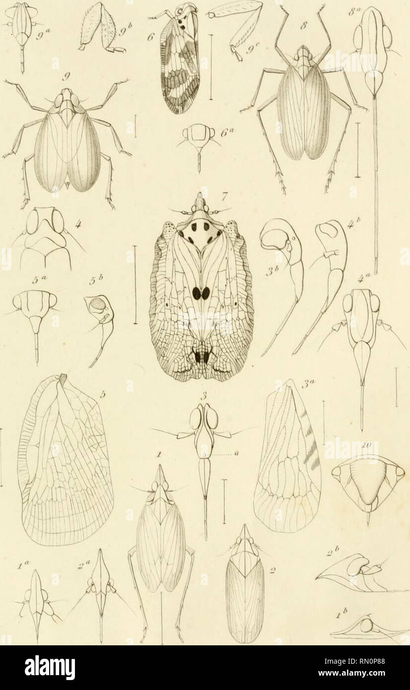 Annales De La Societe Entomologique De France Insects Entomology Aliliiilivili Lu Stiiii Fr Enliimiiliii It Ur Lt F Rii Nv Srrif Tome Muiviol L I I Ciiiic Ii O Itmi Ii Tico Oi Sii N 0 Or Ui Gt I Tv Niiirii Iiui F Su N J J Ro