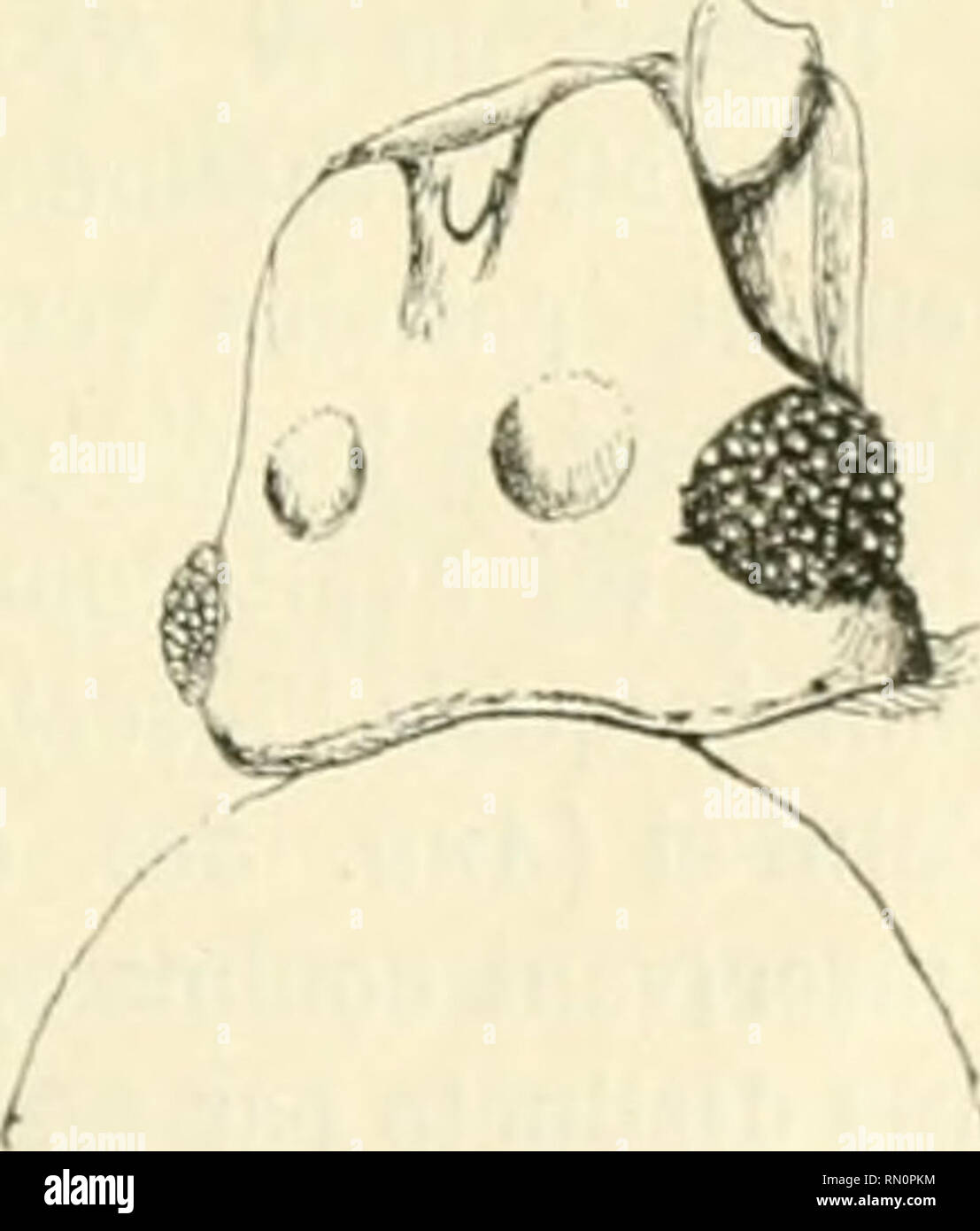 . Annales de la Société entomologique de France. Insects; Entomology. Coléoptères du Nonl-Africain. 125 spicue punctillatum. Antennae versus ajiicein crasmtae, urticulis 3&quot; et 2&quot; sulxiefjUdlittus. jienulliinis latioril)US (/ndiii longiorihus duplo. Palpa- rum maxillariuui urliculus penullimus fusiformis, liaud elongatus. l'ronotum coleopteris angustius, antice parum attenuatum, basi sub- forcatum, subtiliter taxe punctulntum. Coleoptera pronoto longiora, iid apiceni utriiK/ue incisa, sut fortiter dense punctulutu. Alidomen subpurallelluni, vix perspicue taxe punctillatum, ad lalera a Stock Photo