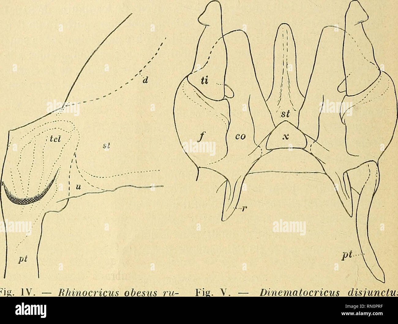 Disjunctus hi-res stock photography and images - Page 2 - Alamy