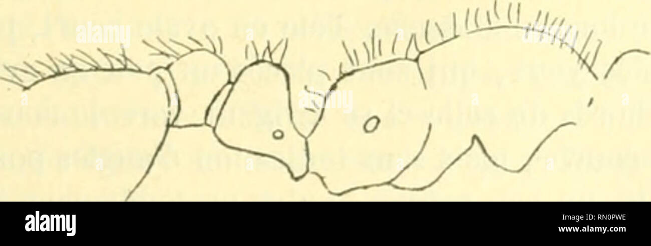 . Annales de la Société entomologique de France. Insects; Entomology. Fnrmicidex du Congo franniis. 359 «, M. rhopalocernni Ein. ; /), var. allinodis. M. rhopalocerum Eni. var. alliniidiN, nov. ;. Long. 1,60 luill. Gjironc oly- péale plus acccnluée , 2« nœud aussi large que le premier qui est bien plus haut. L'abdomen est jaune dans sa plus grande partie (un peu bruiiàlrc i'rs r;i |.j, nus), à [tart semblable au type. Brazzaville ( n&gt;/s.s), un exemplaire chez Brachiiponerii sennaarensis Mayr. Gen. SolenopKiis Westw. Solenopsis geminata F. — Brazzaville, reeue de M. le prof. Galli Yalerio.  Stock Photo
