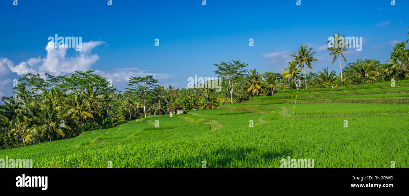 Ubud Rice Patty Green rice paddy field near Ubud, Bali, Indonesia Stock Photo - Alamy