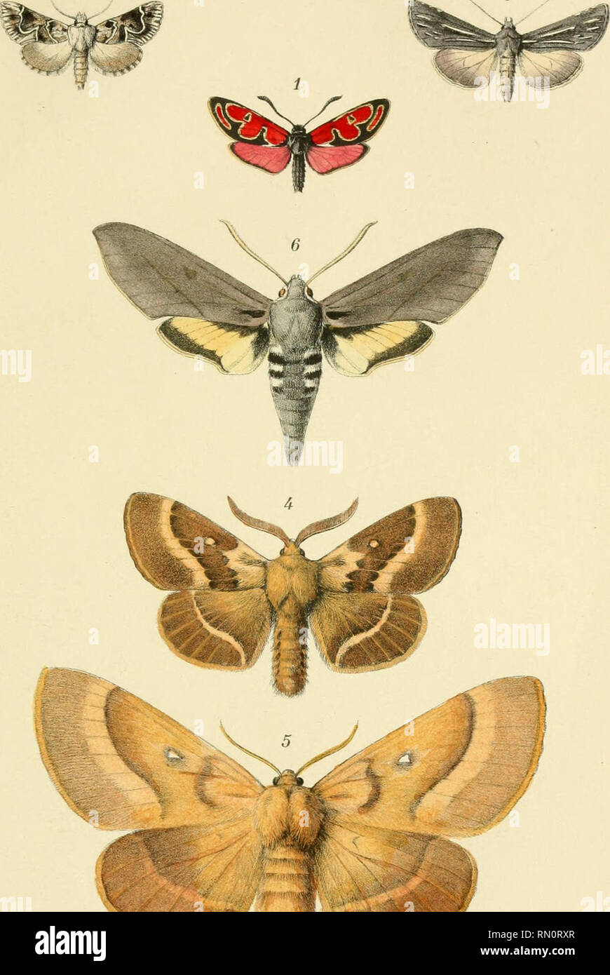 . Annales de la Société entomologique de France. Insects; Entomology. Annales de la Société entomnlngique de France Vol. LXXV (1906) PL 2. 3. Ch. Blachier pinx. Ed. Biy imp. à Paris LÉPIDOPTÈRES PALÉARCTIQUES. A. Mil tôt, sculpi.. Please note that these images are extracted from scanned page images that may have been digitally enhanced for readability - coloration and appearance of these illustrations may not perfectly resemble the original work.. Société entomologique de France; Société entomologique de France. Bulletin de la Société entomologique de France 1833-94. Paris : La Société Stock Photo