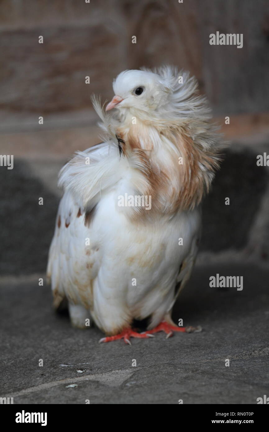 Jacobin pigeon animal photography Stock Photo