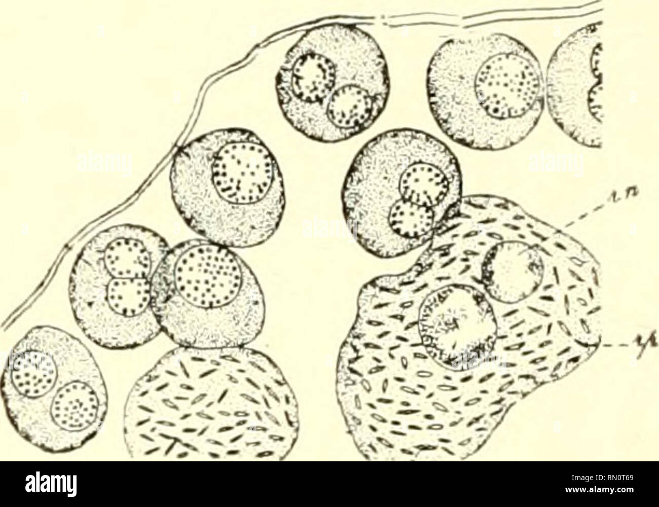 . Annales de la Société royale zoologique et malacologique de Belgique. Zoology; Mollusks. Fig. 200. — Monocystis X 790, page 14. — ep — Épispore. — en = Endospore. — hy — Karyosome.. Fig. 207. —Monocystis X 1180, page 164 Spores conjuguées.. Please note that these images are extracted from scanned page images that may have been digitally enhanced for readability - coloration and appearance of these illustrations may not perfectly resemble the original work.. Société royale zoologique et malacologique de Belgique. [S. l. : s. n. ] Stock Photo