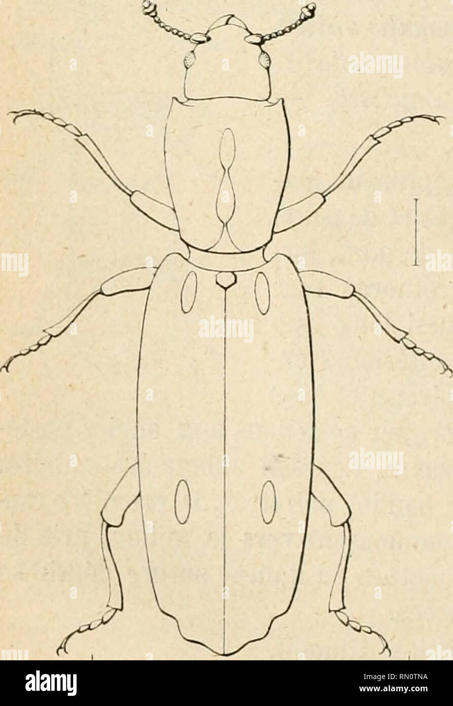 . Annales de la Société entomologique de France. Insects; Entomology. A. Grouvellb. &quot;22. Teredolaemus crassus n. s[». Elongatus, subcylindricus, nitidus,pairebreviterqûepilosus, niger;ely trisochraceo-ferrugineis, trans- n'rsim nigro bimaculatis,antennis pedibusque testaœis;prothorace sub- quadrato, angulis anticis rotundatis, postiris obtusis; elytris substriato- punctatis, stria suturali ad apicem fortiterimpressa. —Long. 4 mill. Allongé, subcylindrique, brillant, presque glabre, seulement quelques longs poils et de petits poils dressés très épars. Tète noire, bouche et occiput rougeàtr Stock Photo