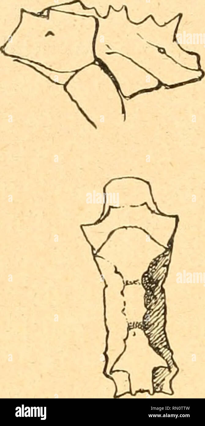 . Annales de la Société entomologique de Belgique. Insects; Entomology. 252 ESPÈCES NOUVELLES Mycocepurus obsoletus n. fig. 1. Ouvrière. — Ressemble beaucoup à M. srnithi For. Le tégument est moins mat et les tubercules plus espacés sur la tête. Tête plus courte, exactement aussi longue que large; la forme de la tête et les dents des angles pos- térieurs sont disposées comme chez smithi, seulement les dents sont plus courtes; le scape est plus court par rapport à la longueur de la tête. Le corselet est pourvu du nombre de dents, bosses ou épines correspondant exacte- ment à ce qu'on voit chez  Stock Photo