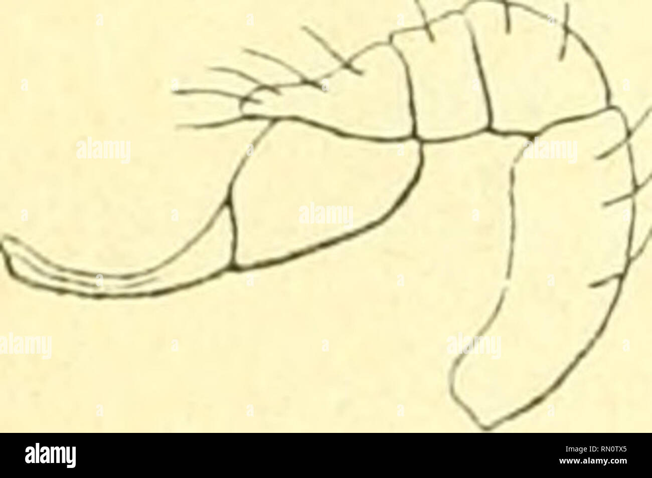. Annales de la Société entomologique de France. Insects; Entomology. 72 E. Simon. (8) Gen. Gamasomorpha Karsch, Berl. Ent. Zeitchr., XXVI, 1881, p. 40. — Xestaspis Tlioroll. Ann. Gcw., 1887-1890 [saltem ad part.). Céphalothorax breviter ovatus et prœsertim postice convexus, apice obtusus, rarissime leviter emarginatus et minute bimucronatns [inclusu Thorell, camelina E. Sim.), postice fere abrupte declivis. antice longius et sensim dechvis, fronte obtusa. Area oculorum latitudinem frontalem fere totam occupans. OcuU (luatuor postici in lineani rectam vel sub- rectam, aequi vel modii paulo min Stock Photo