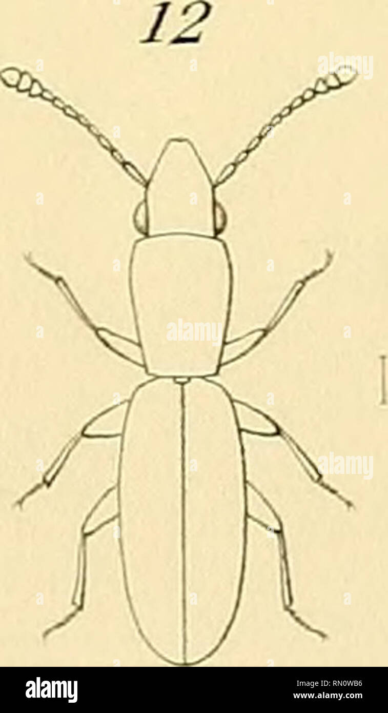 Annales De La Societe Entomologique De France J Mij Neaux Se 1 Ey Amp Sla A Ric Ircus A Grouo 7 Lœmopaiaeus Mise Im A Urouo 2 F A Amus Humera S Brii 6 Si Oaniis Oce A Iis A Grotw 3 Re Ep Ia Iits S Eptsesc As J Crouv