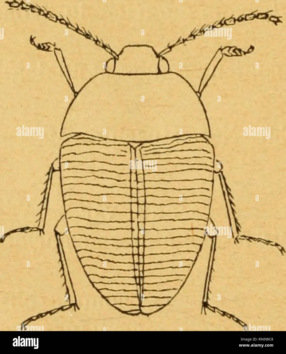 . Annales de la Société entomologique de Belgique. Insects; Entomology. 196 N. antennatus var. centralis nov. var. — A typo differt fascia nigra posteriore elytrorum late utrinque in duobus maculis disjuncta. Les élytres sont envahis par la couleur rouge de façon que la bande noire postérieure est largement divisée en deux sur cliaque élytre, et qu'il n'en reste plus qu'une tache suturale commune, sub-carrée, et une tache située sur l'arête externe, de chaque côté. 1 exemplaire : Roumélie (coll. du Deuts. Eut. Nat. Mus). A6YRTINI RAGYTES nov. gen. Mesosternum carinatum ; elytra transversim str Stock Photo