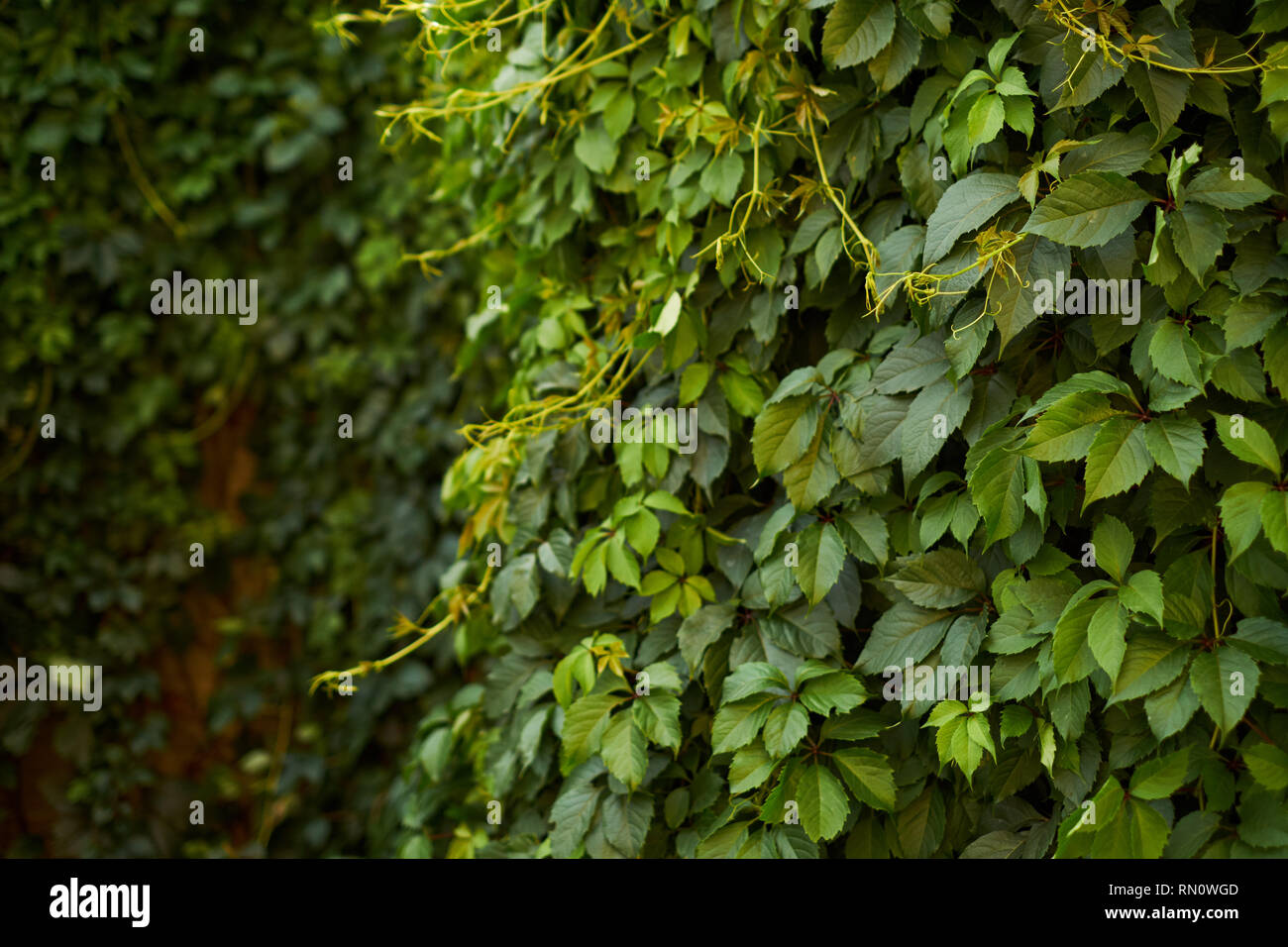 Natural green blur background in sunlight ,Abstract round bokeh from green  leaves, blurred background Stock Photo - Alamy