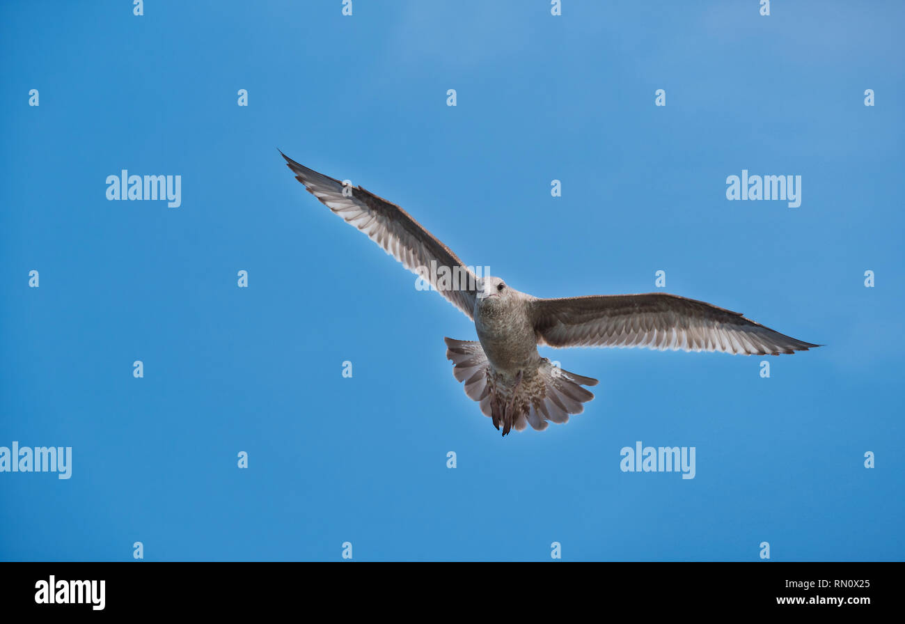 Clear wings hi-res stock photography and images - Alamy
