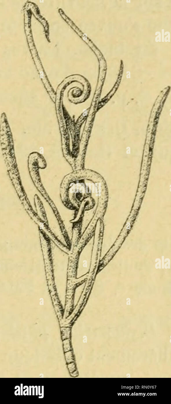. Annales de la Société entomologique de France. Insects; Entomology. Les Zoocécidies du Mord de l'Afrique. 153 Labor. Eat. Muséum Paris, ii&quot; 480. — Gabès, sables maritimes, et Gal'sa : Pitard, 1901) [1911]. p. cxxiv-cxxv. — Darboux et Houard, 1901, p. 213, n'^ 1714 ; Houard, 1909, t. i, p. 802, n'^' 4627; 1911, p. 162, n' 13. 267. Àphide. — Limbe des feuilles linéaires coolourné en spirale et b'gèrement épaissi (fig. 310). Algérie : P. Marchai, 1897, p. 22, n&quot; 3 ; Collection cécidol. Labor. Knt. Muséum Paris, n&quot; 472 (Hammam Salahdin, près de Biskra, 14 avril 1896). — Aïn-Sefra, Stock Photo