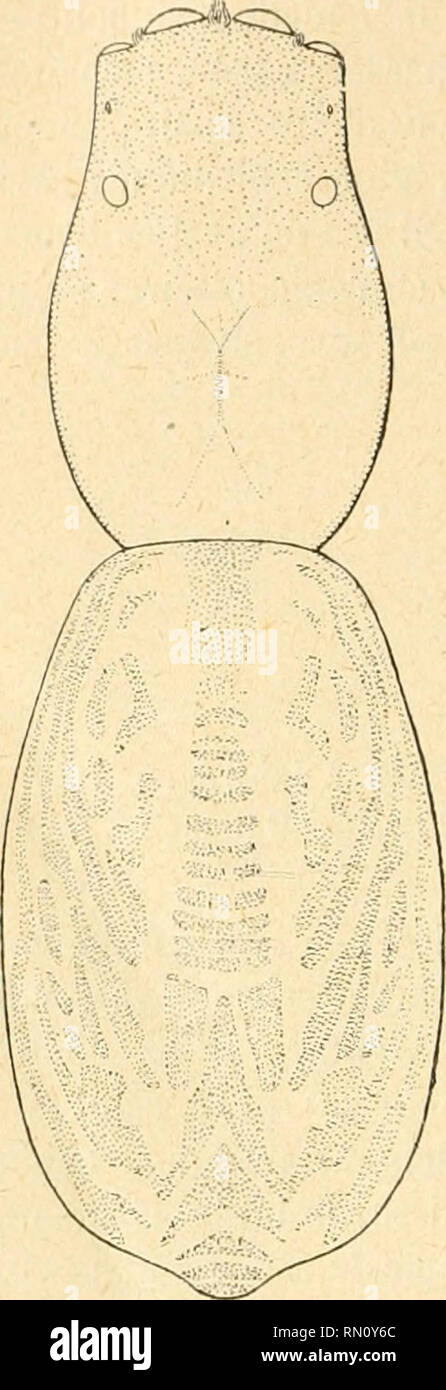 Chevrons Insect Chevrons blanc hi-res stock photography and images - Alamy