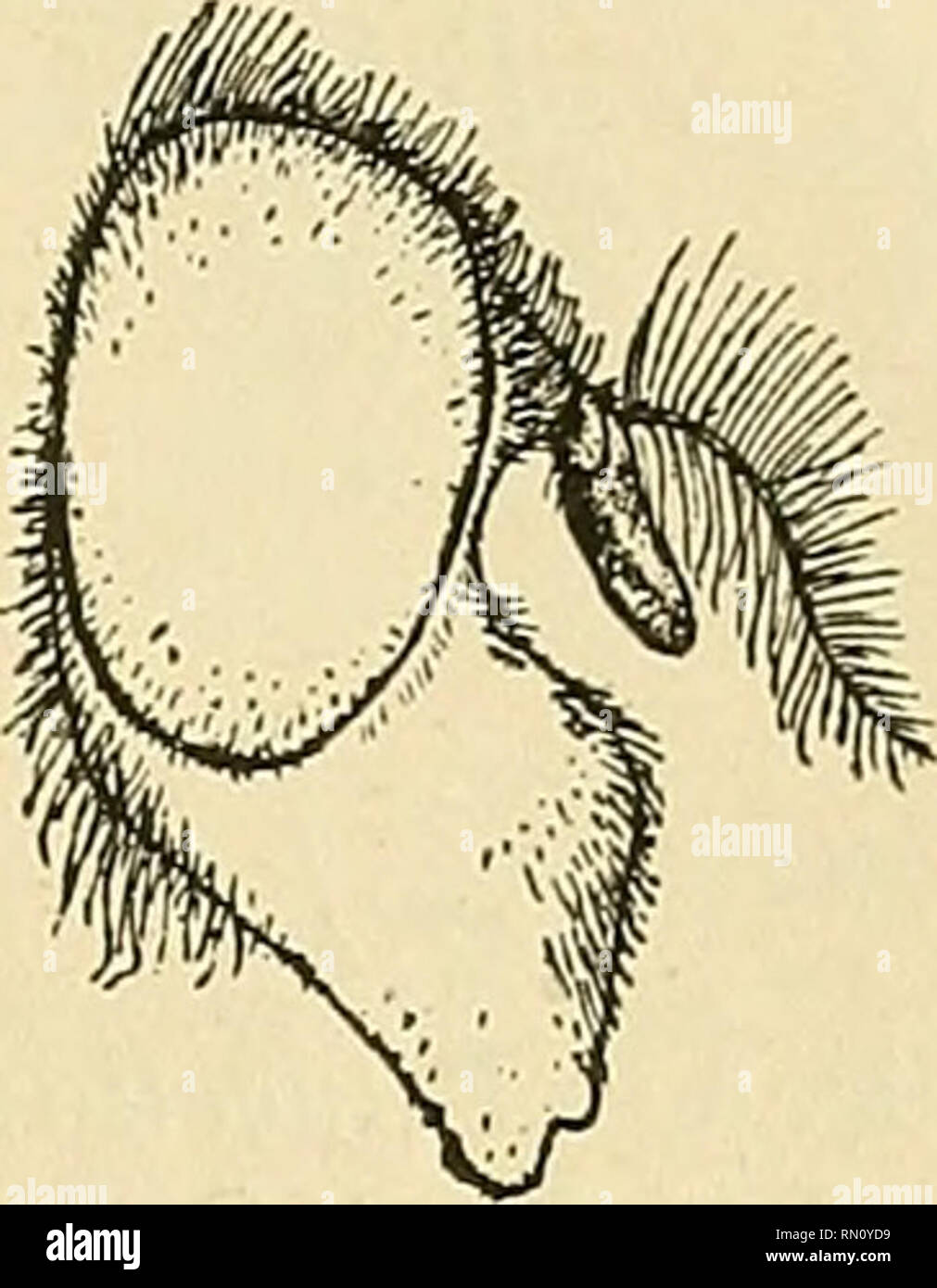 . Annales de la Société entomologique de France. Insects; Entomology. Syrphides du Japon. 403. Fig. 4. — Volucella jeddona Bigot, cf. Tête. La description de Bigot laisse beaucoup à désirer. Je crois utile de redécrire séparément les deux sexes. cf. — Tête noire, épistome descendant très bas, acuminé (fig. 4), luisant, à poils fauves-grisâtres, glacé de gris entre les antennes et le tubercule facial. Anten- nes noires, troisième article brun, chète fauve, empenné de brun. Pubescence oculaire dense, noirâtre en haut, blanchâtre en bas. Vertex lui- sant à poils fauves. Thorax noir, luisant, les  Stock Photo