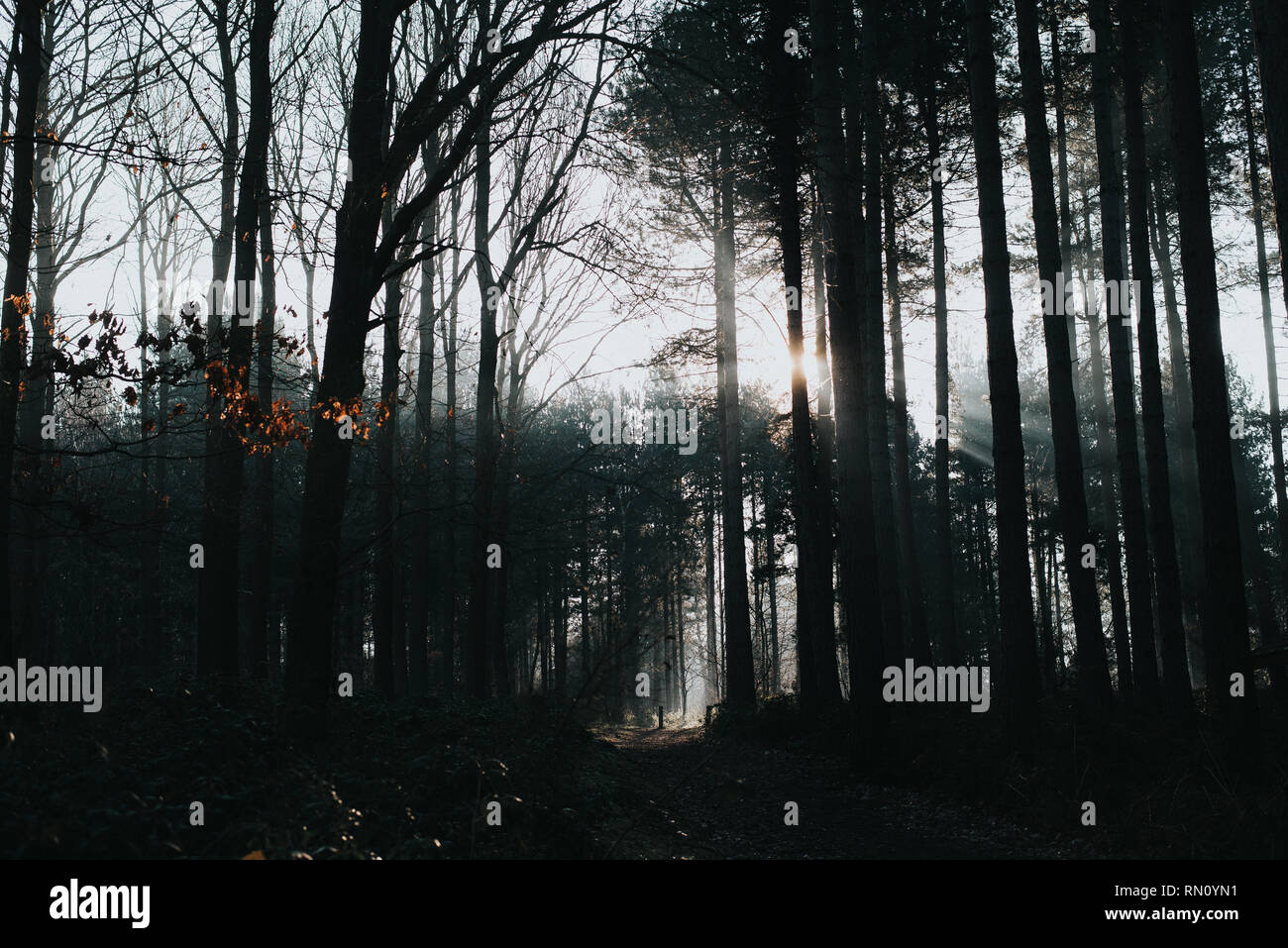 Sun rays coming through the trees in Sherwood Forest Stock Photo - Alamy