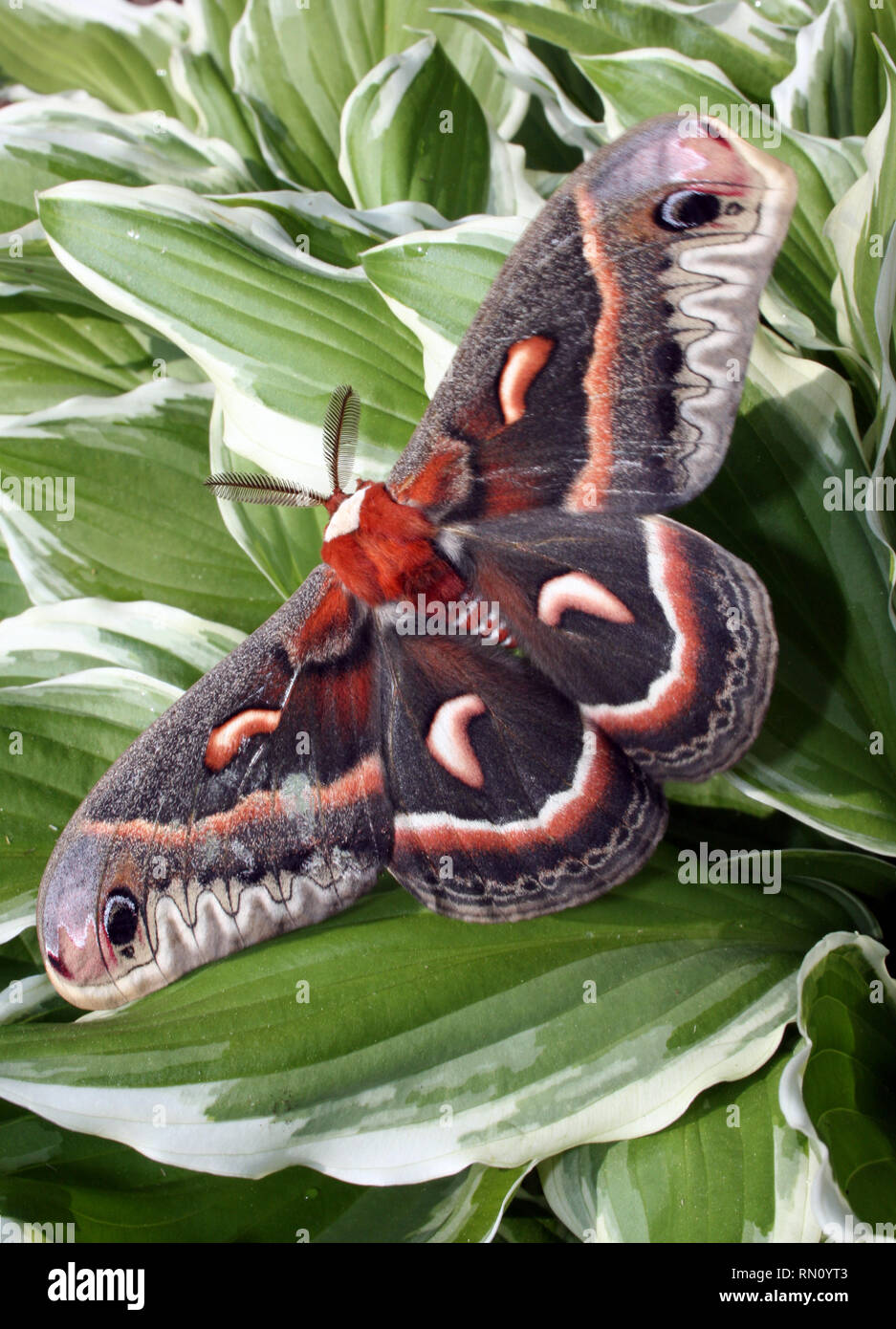 Cecropia moth hi-res stock photography and images - Alamy