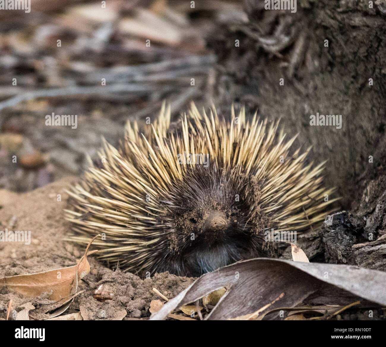 Wild short-beaked echidna with dirty muzzle. Tachyglossus aculeatus ...