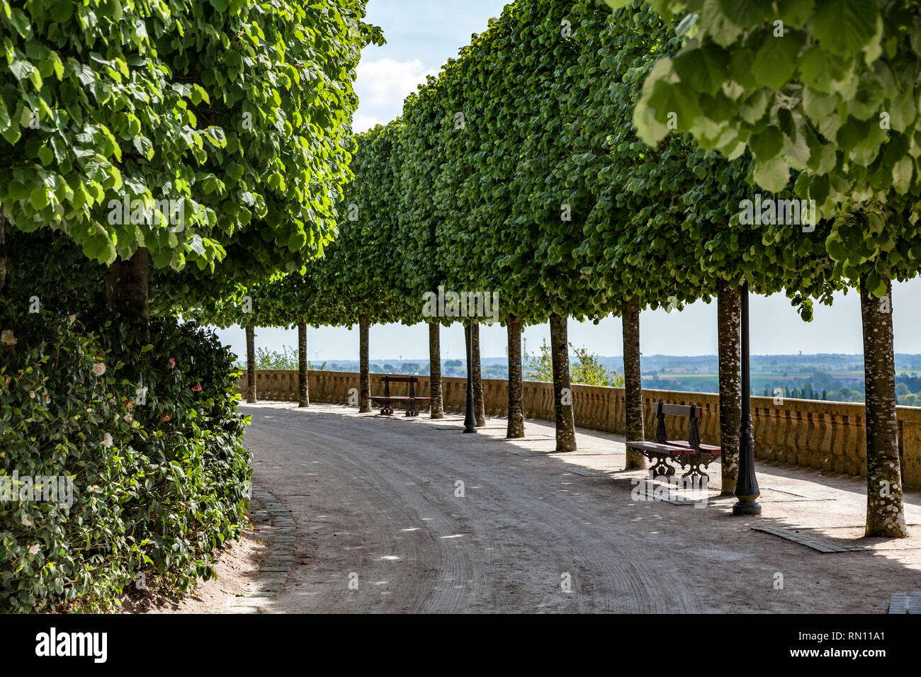 An avenue of trees Stock Photo - Alamy