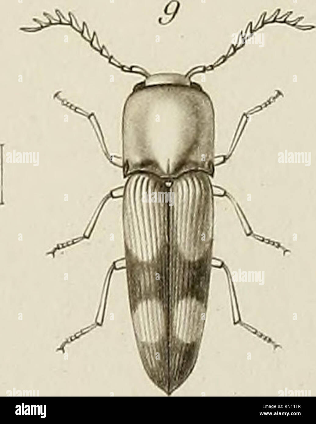 Annales De La Societe Entomologique De France Mœrorluujii F Ridti Il R Nihn Irall Lii R Mifiinia R I A A Ilhi R T I Miifiri B I A I R R Fllou Jh U 5 Mœrorha Uj Imprej J Icolus 6 I Metirulo Fwr Inlerpo