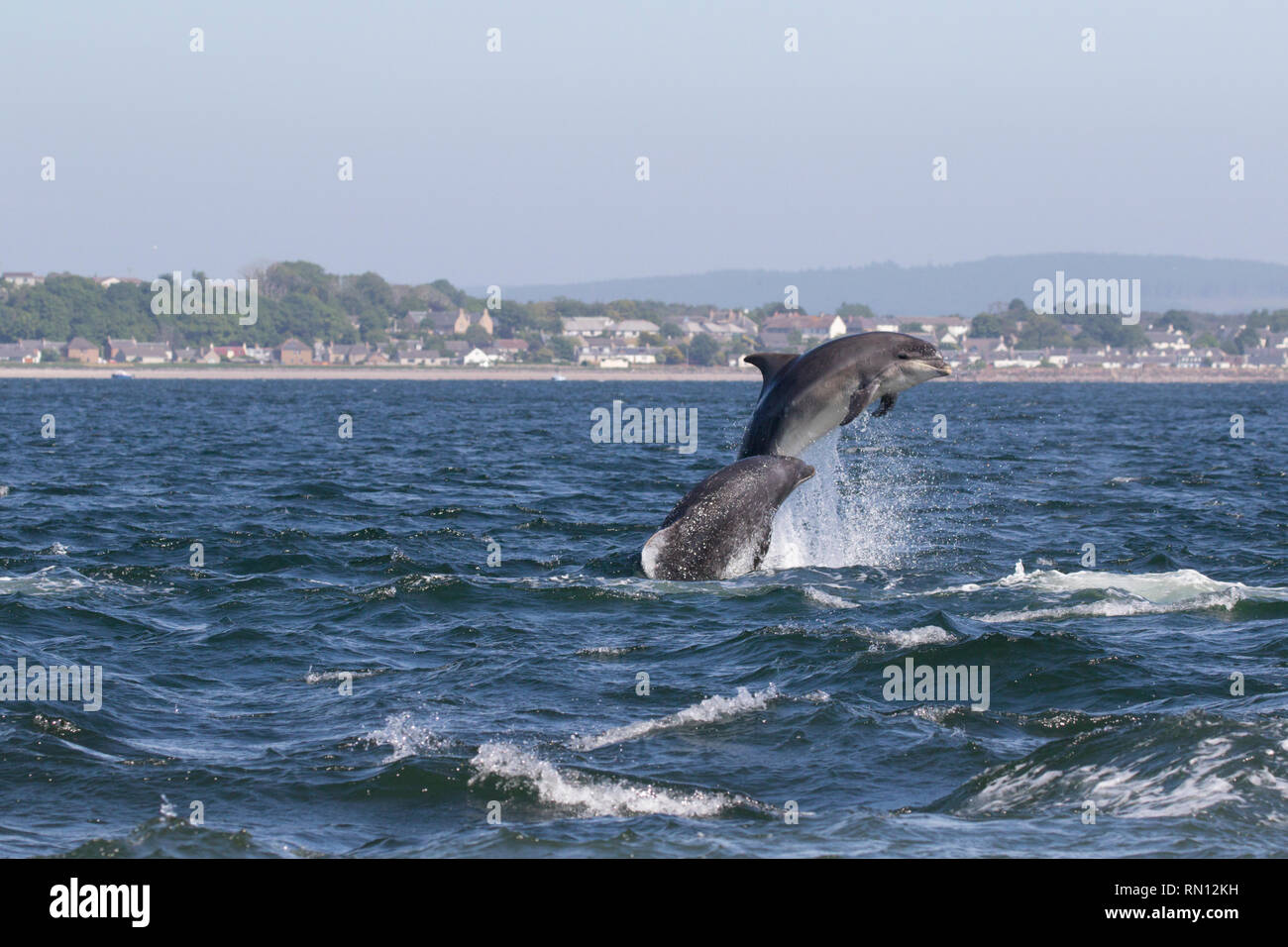 Two Bottlenose dolphins (Tursiops truncatus) leaping/breaching in the Moray Firth, Chanonry Point, Black Isle, Scotland, UK, Europe Stock Photo